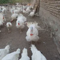 بوقلمون گوشتی