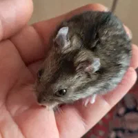 همستر کمپل|موش و خرگوش|تهران, مهرآباد|دیوار