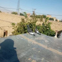 کفتر جفت