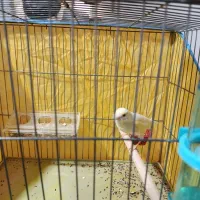 قناری ماده لیمویی مست مست|پرنده|کازرون, |دیوار