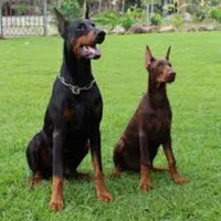 سگ محافظ همه چی تموم دوبرمن نگهبان شجاع