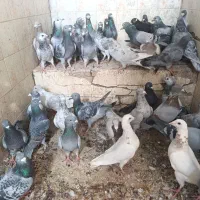 کفتر پلاکی|پرنده|شیراز, شهدای شهرک سعدی|دیوار