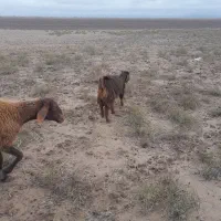 فروش یک عدد بزغاله نر