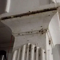 شرکت سمپاشی سوسک و ساس با ضمانت هر مناطق شهر مشهد|خدمات نظافت|مشهد, شاهد (شهرک غرب)|دیوار