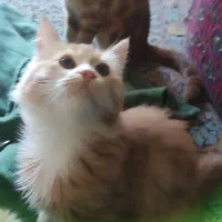 گم شدن دو تا گربه|گربه|کرمان, |دیوار