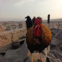 خروس چهل تاج معاوضه بامرغ