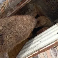 بره نر ۵۵ کیلویی چاق|حیوانات مزرعه|قزوین, |دیوار