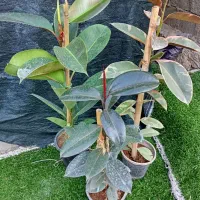 انواع گل گیاه|گل و گیاه طبیعی|خورموج, |دیوار