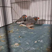 فنچ نر بالغ دو عدد