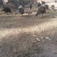 تعدادی بوقلمون نر  و ماده