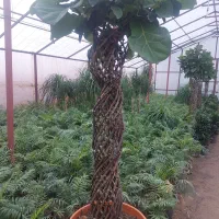 فیکوس لیراتا بافت و خاص کلکسیونی