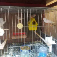 فنچ زبرا در رنگهای مختلف|پرنده|بابل, |دیوار