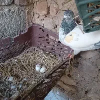 باسلام و احترام جوجه پاکستانی دانه ای ۳۰۰تومن|پرنده|رشت, گیل|دیوار