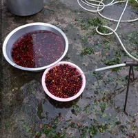 رب آلوچه سنتی  آتشی و آب غوره|خوردنی و آشامیدنی|لاهیجان, بوجایه|دیوار