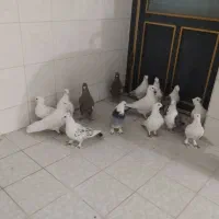 ساتن بلژیکی سفید موشی فر