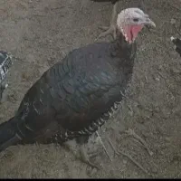 بوقلمون ماده