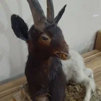 مجسمه تزئینی دکوری