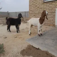 بزغاله ماده