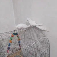 عروس هلندی البینو خالص چشم شرابی ۳ماهه|پرنده|نسیمشهر, |دیوار