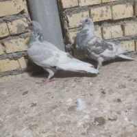 خط سفید|پرنده|بهبهان, |دیوار