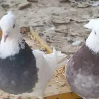 کبوتر طوقی|پرنده|بن, |دیوار