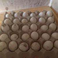 تخم مرغ سبرایت و میناتور|حیوانات مزرعه|دماوند, دماوند|دیوار