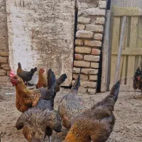 تخم مرغ خوراکی محلی روستایی|خوردنی و آشامیدنی|فردیس, شهرک وحدت|دیوار