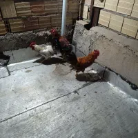 خروس