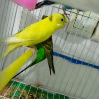 ۲ جفت مرغ عشق