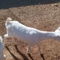 بزغاله سانن|حیوانات مزرعه|تربت جام, کاریز نو سفلی|دیوار