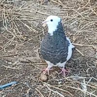 کفتر رنگی|حیوانات مزرعه|مشهد, کوشش|دیوار