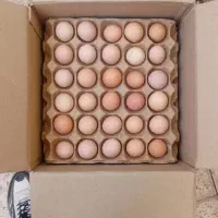 تخم مرغ بومی عمده