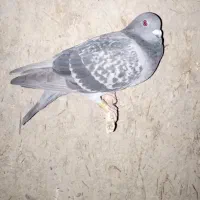 یک جفت کبوتر