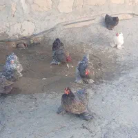 تعدادی مرغ  کوشین دم خرگوشی