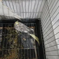 یک جفت عروس هلندی دستی|پرنده|تهران, جوادیه تهرانپارس|دیوار