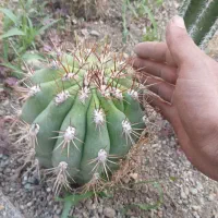 کاکتوس تریکو