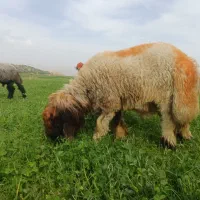 بره قوچی درجه یک