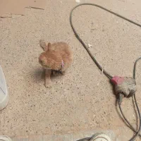 بچه گربه|گربه|ورامین, ورامین|دیوار