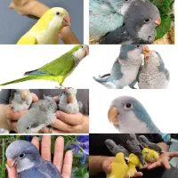 دنیای راهب بهترین طوطی سخنگو