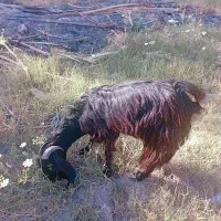 گوسفند ماده