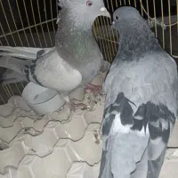 ماده اصفانی