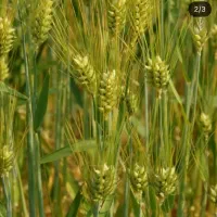 کود مایع ارگانیک محرک رشد باردهی بیشتر ساران کو|خدمات باغبانی و درختکاری|شیراز, چوگیاه‎|دیوار
