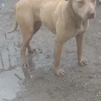 فروش سگ پیت بول ماده قیمت ۲۰ملیون