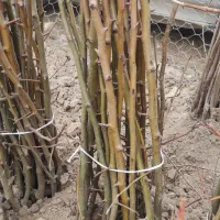 فروش انواع نهال درخت با ضمانت ارسال به تمام کشور|خدمات باغبانی و درختکاری|علیآباد کتول, |دیوار