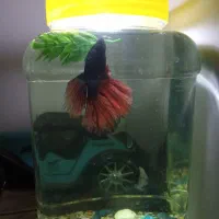 ماهی فروخته میشود|ماهی|سراب, |دیوار