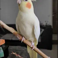 عروس هلندی ماده یک سال ونیم|پرنده|وحیدیه, |دیوار