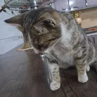 واگذاری گربه