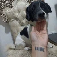 واگذاری نر و ماده