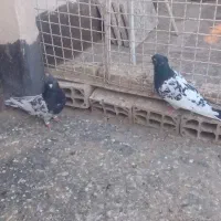 کفتر جفتگاه