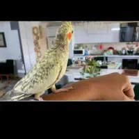 تعدادی عروس هلندی و مرغ عشق